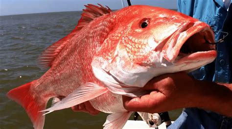 Treasure Island Red Snapper Fishing - Travelfish