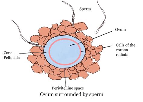 Structure & Function Of Gametes | GCSE Biology Revision Note