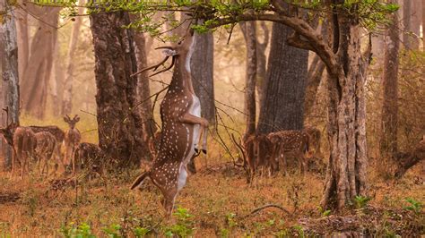 Panna National Park