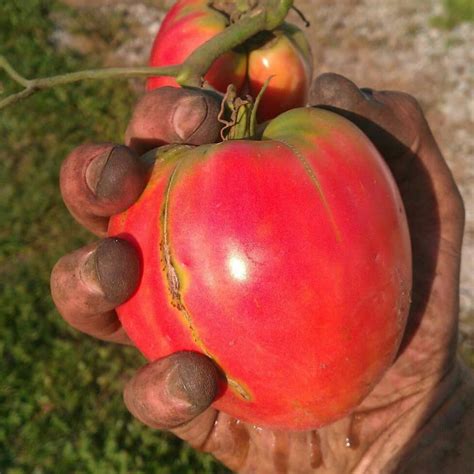 Heart and Soil Heirlooms Inc.