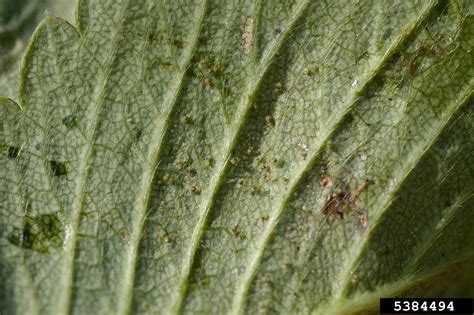 strawberry spider mite (Tetranychus turkestani)