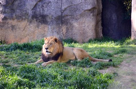 North Carolina zoo | Photography Amino