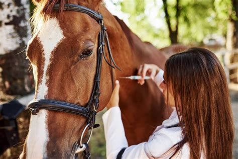 Make an injection. Female vet examining horse outdoors at the farm at ...