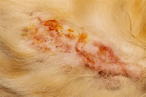 Pyoderma in Dogs - Causes & Treatment - World Dog Finder