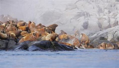 Mating Habits of Walruses | Animals - mom.me