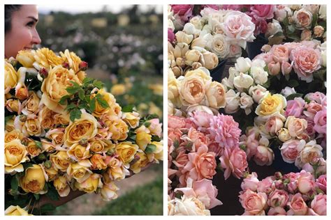 The {Farmer} & the Florist Interview: Grace Rose Farm - Floret Flowers