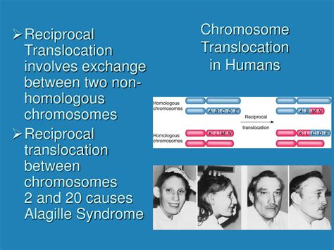 PPT - Chromosomal Mutations PowerPoint Presentation, free download - ID:266487