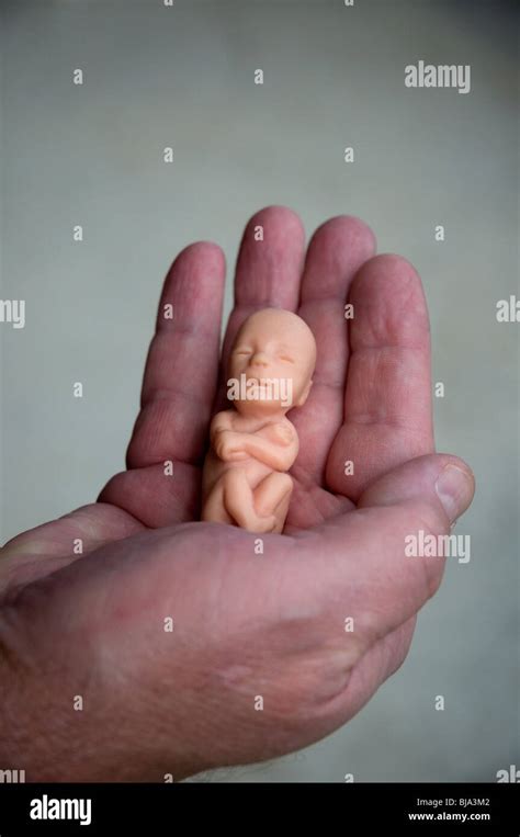 [DIAGRAM] Diagram Of Fetus At 12 Weeks - MYDIAGRAM.ONLINE