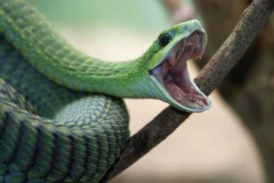 Boomslang Facts and Pictures | Reptile Fact