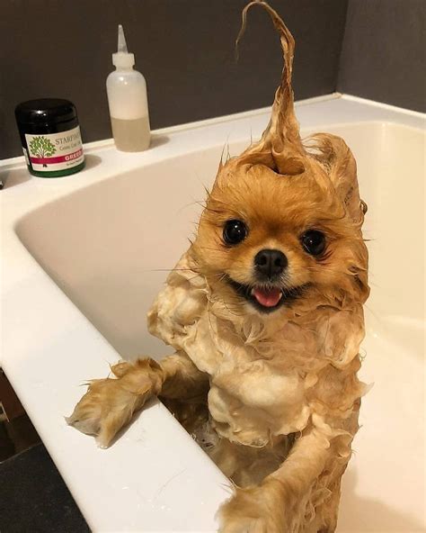 19 of the Cutest Pomeranians on the Internet | Cuteness | Baby animals ...