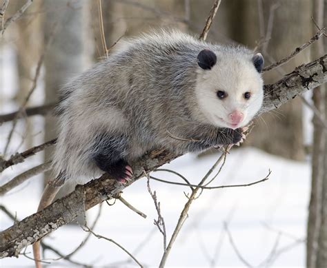 Virginia opossum - Wikipedia