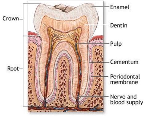 A schematic drawing of a tooth. Other very good graphical sketches of ...