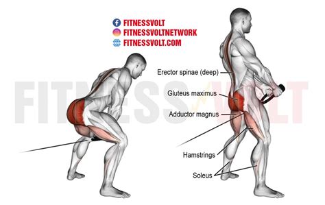 7 Deadlift Alternatives - When Deadlifts Aren't An Option – Fitness Volt