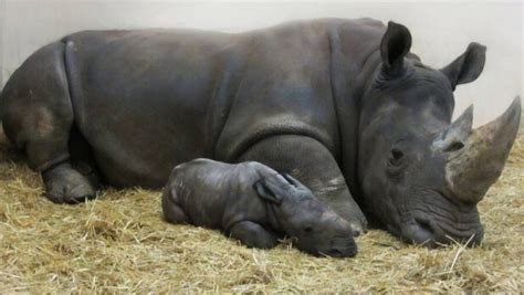 Here's a Newborn Baby White Rhino To Make Your End Of Year Feel Better