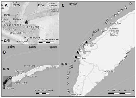 Ongoing removals of invasive lionfish in Honduras and their effect on native Caribbean prey ...