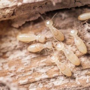 What Do Baby Termites Look Like? – NM Pest Control