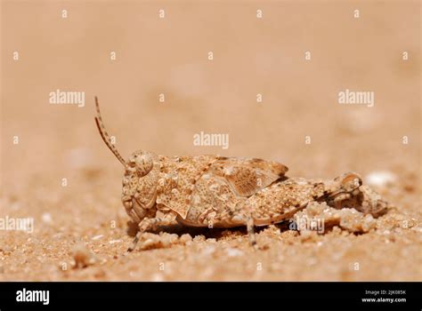 Grasshopper camouflage on sand Stock Photo - Alamy