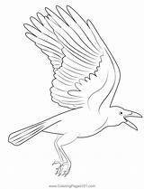 Flying Crow Coloring Page sketch template