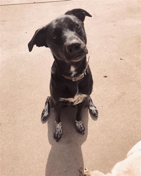 Bluetick Coonhound Black Lab Mix