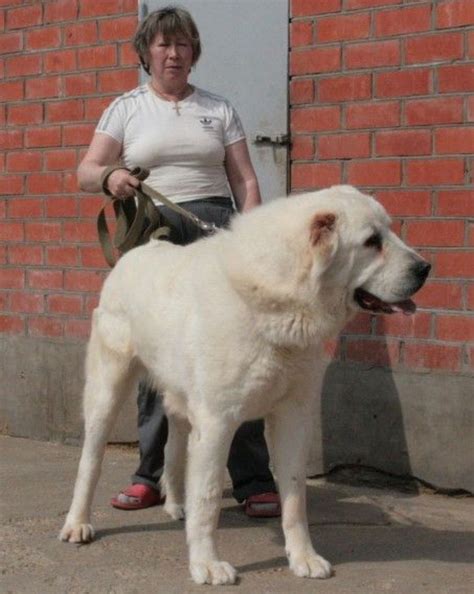 Central Asian Ovcharka | Alabai dog, Huge dogs, Large dog breeds