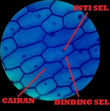 Percobaan Mengamati Sel Tumbuhan - EDUBIO