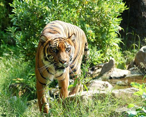 Michael Jackson Tiger Thriller Dies of Lung Cancer at 13 - Foxcrawl