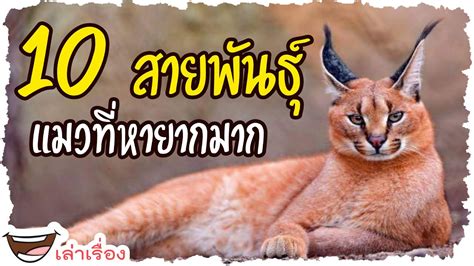 10 สายพันธุ์แมวที่หายากจากทั่วโลก ที่คุณอาจไม่เคยรู้ว่าบนโลกมีแมวแบบนี้ ...