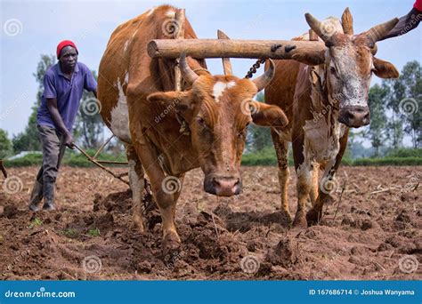 A Man With His Oxen Ploughing The Slushy Field In Ukhrul Editorial ...