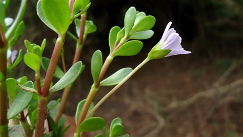 Bacopa monnieri (Brahmi, Herb of Grace, Monnier's Water-hyssop, Smooth ...