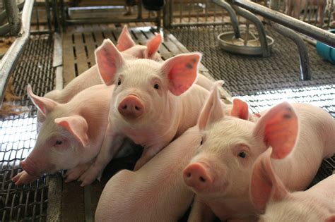 Pork producers seek trade and animal disease prevention | AGDAILY