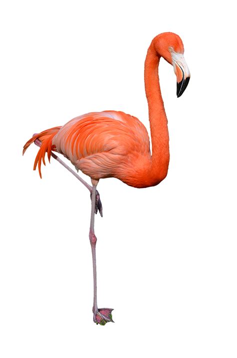 Flamingo PNG image free download - DWPNG.com