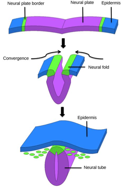 24.7. Organogenesis and Vertebrate Formation – Concepts of Biology – 1st Canadian Edition