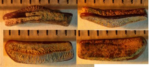 Heterodontus, Horn shark Lateral tooth - Members Gallery - The Fossil Forum