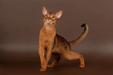 tfl.An Abyssinian cat with a skinny, elegant appearance and expressive eyes will bring a sense ...