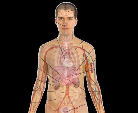 Chart Of The Human Body Organs