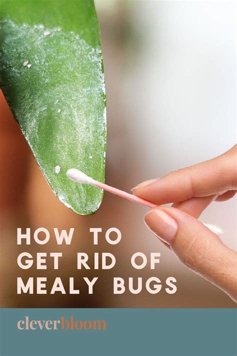 How To Get Rid Of Mealy Bugs On Indoor Plants