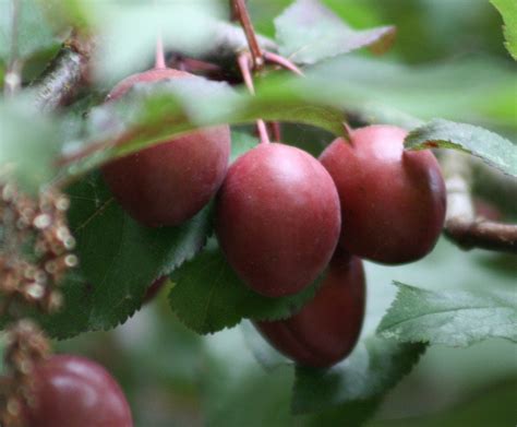 Ornamental Plum Tree May Be Bearing Plums: Reasons And Solutions ...