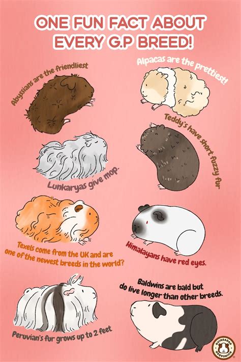 One Fun Fact About Every G.P Breed! | Pet guinea pigs, Guinea pigs funny, Cute guinea pigs