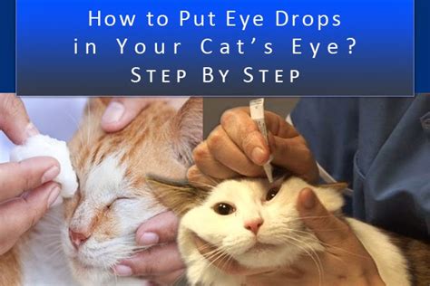 Pet Care Tips: How to Put Eye Drops in Your Cat’s Eye Step by Step