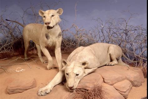 Why did Tsavo lions eat people? | Earth | EarthSky