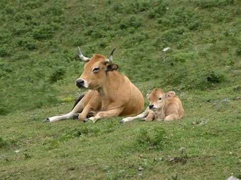 Cow and calf stock image. Image of livestock, newborn - 9312723