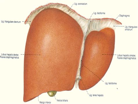 Perhimpunan Peneliti Hati Indonesia: Anatomi, Histologi, dan Fisiologi ...