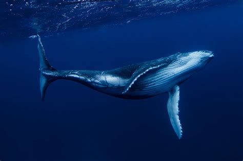 Learn About the 14 Baleen Whale Species