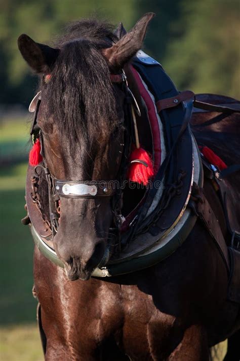 Draft horse in harness stock photo. Image of bridle, nose - 47334578