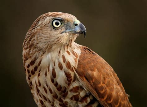 Do Hawks Hunt At Night? (Everything To Know)