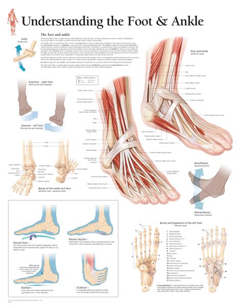 Understanding the Foot and Ankle 1004 - Anatomical Parts & Charts