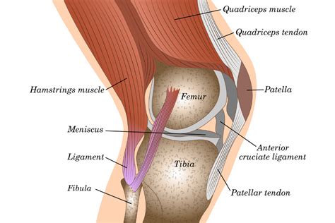 Joint 101: a beginner’s guide to the knee - Chris Bailey Orthopaedics