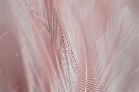 Premium Photo | Blur bird chickens feather texture for background