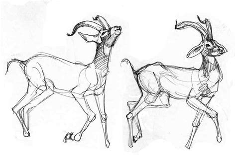 Deer Family Drawing at GetDrawings | Free download