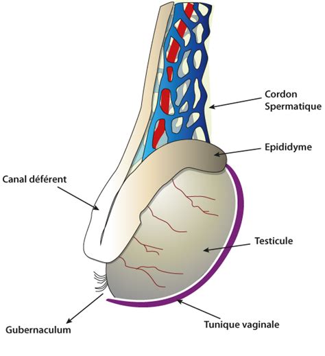 Testicule et épidimyme, vue latéro-postérieure | Palli-Science : site officiel de formation en ...